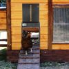 Automatic Chicken Coop Door with Timer Setting IP44 Waterproof Battery Powered Multi-Modes Chicken Coop Door Opener Anti-Pinch Function Chicken Access
